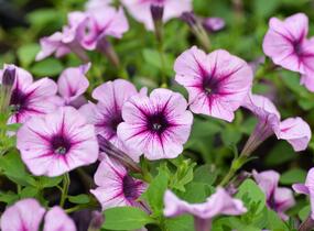 Petúnie 'Pink Vein' - Petunia Surfinia 'Pink Vein'