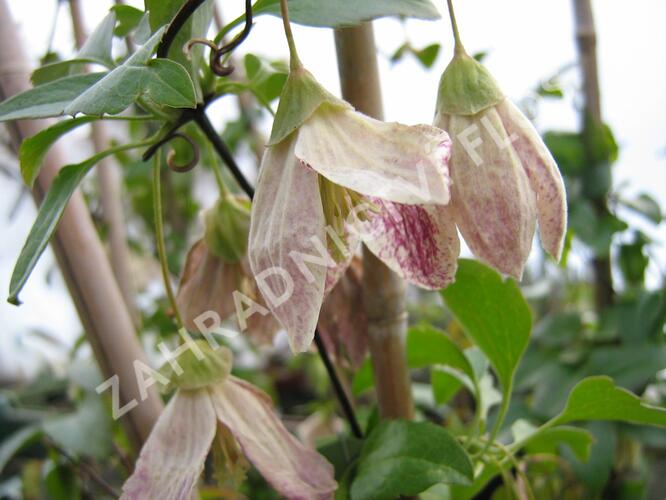 Plamének 'Freckles' - Clematis cirrhosa 'Freckles'