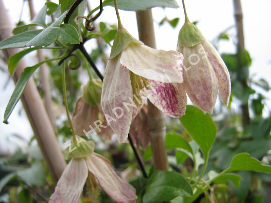 Plamének 'Freckles' - Clematis cirrhosa 'Freckles'