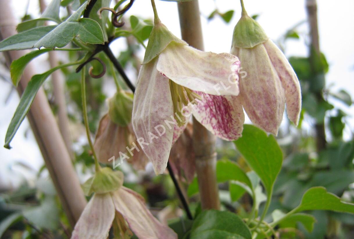 Plamének 'Freckles' - Clematis cirrhosa 'Freckles'