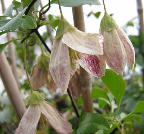 Plamének 'Freckles' - Clematis cirrhosa 'Freckles'