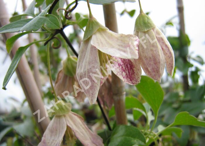 Plamének 'Freckles' - Clematis cirrhosa 'Freckles'