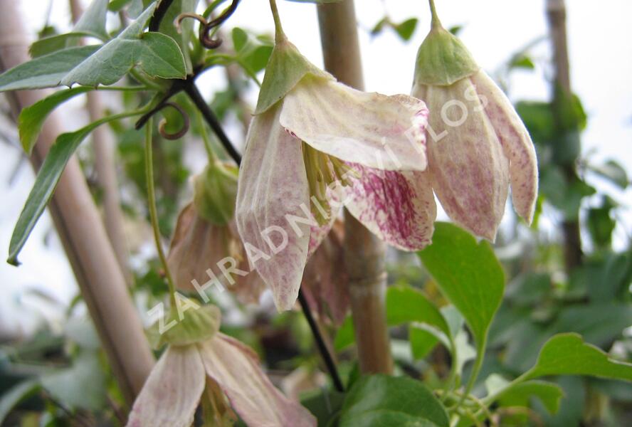 Plamének 'Freckles' - Clematis cirrhosa 'Freckles'