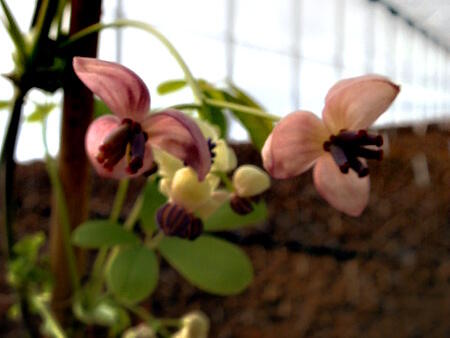 Akébie pětičetná 'Silver Bells' - Akebia quinata 'Silver Bells'