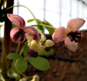 Akébie pětičetná 'Silver Bells' - Akebia quinata 'Silver Bells'