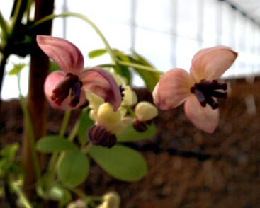 Akébie pětičetná 'Silver Bells'