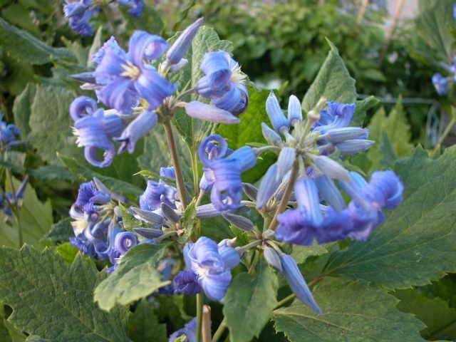 Plamének bolševníkolistý 'Stanislaus' - Clematis heracleifolia 'Stanislaus'