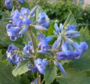 Plamének bolševníkolistý 'Stanislaus' - Clematis heracleifolia 'Stanislaus'