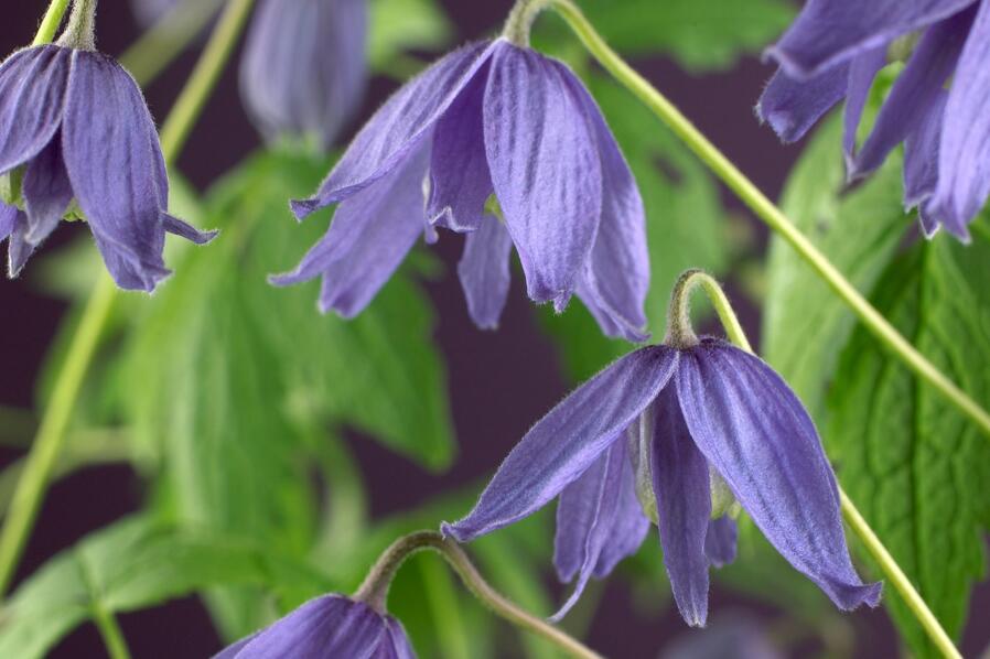 Plamének velkokvětý - Clematis macropetala