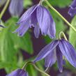Plamének velkokvětý - Clematis macropetala