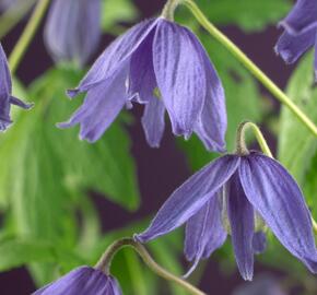 Plamének velkokvětý - Clematis macropetala