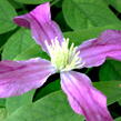 Plamének 'Inspiration' - Clematis 'Inspiration'