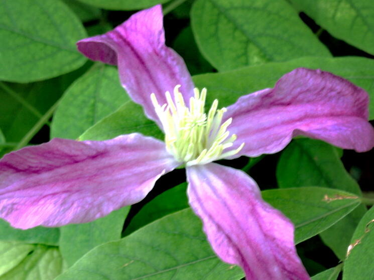 Plamének 'Inspiration' - Clematis 'Inspiration'