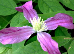 Plamének 'Inspiration' - Clematis 'Inspiration'