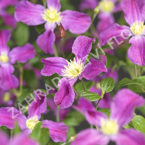 Plamének 'Inspiration' - Clematis 'Inspiration'