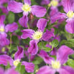 Plamének 'Inspiration' - Clematis 'Inspiration'