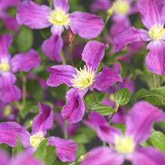Plamének 'Inspiration' - Clematis 'Inspiration'