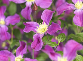 Plamének 'Inspiration' - Clematis 'Inspiration'