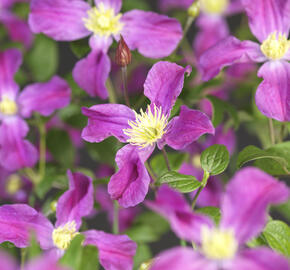 Plamének 'Inspiration' - Clematis 'Inspiration'