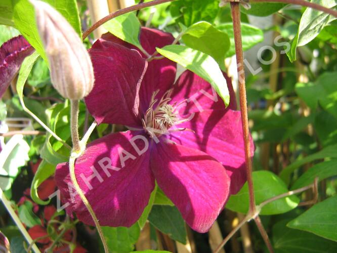 Plamének 'Niobe' - Clematis 'Niobe'