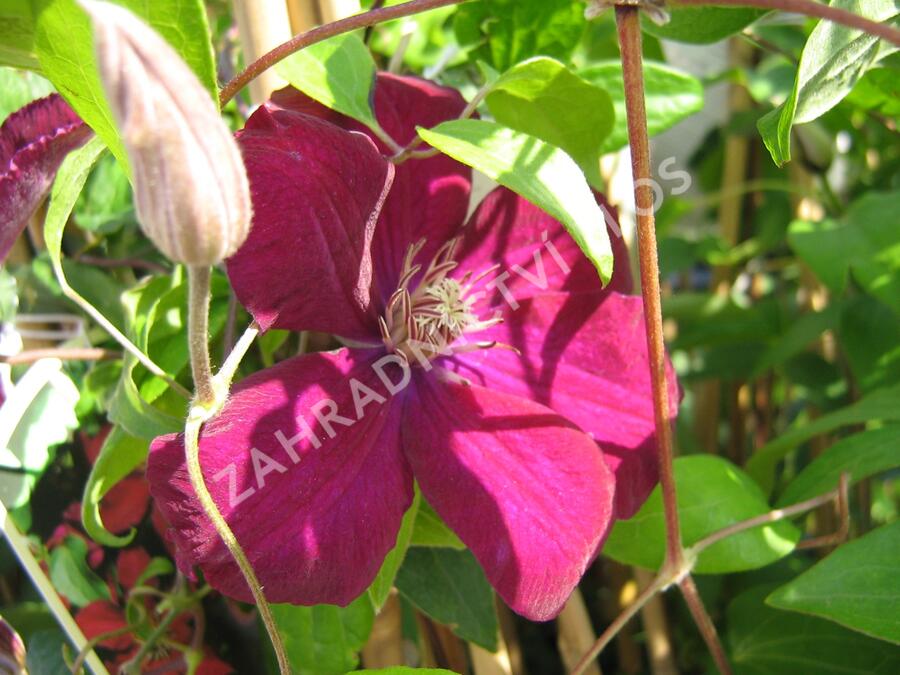 Plamének 'Niobe' - Clematis 'Niobe'