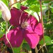 Plamének 'Niobe' - Clematis 'Niobe'