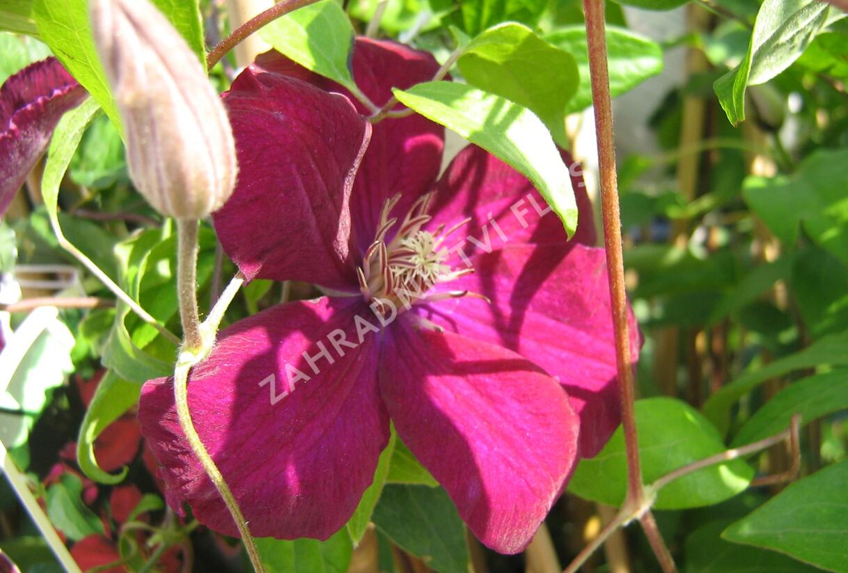 Plamének 'Niobe' - Clematis 'Niobe'