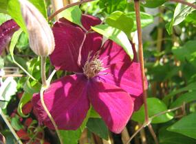 Plamének 'Niobe' - Clematis 'Niobe'