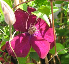 Plamének 'Niobe' - Clematis 'Niobe'