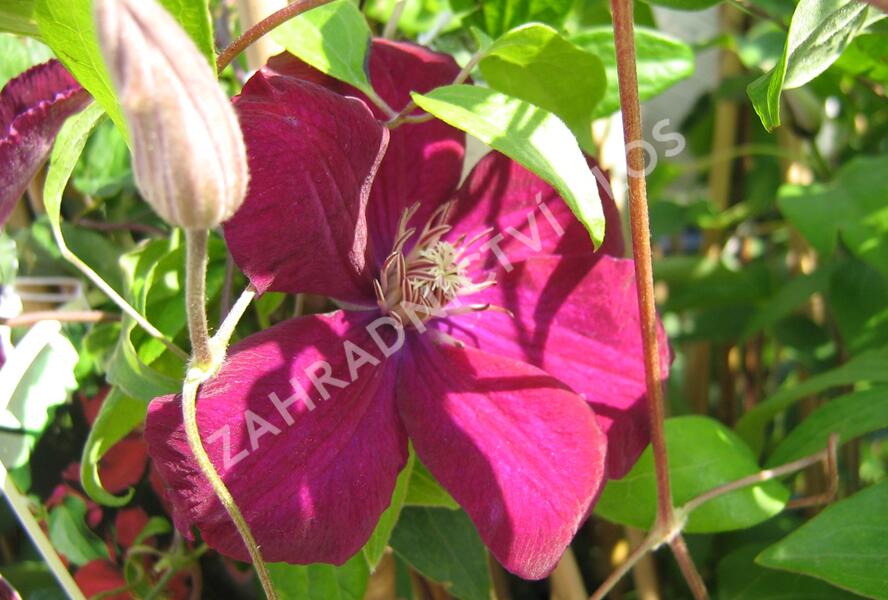 Plamének 'Niobe' - Clematis 'Niobe'