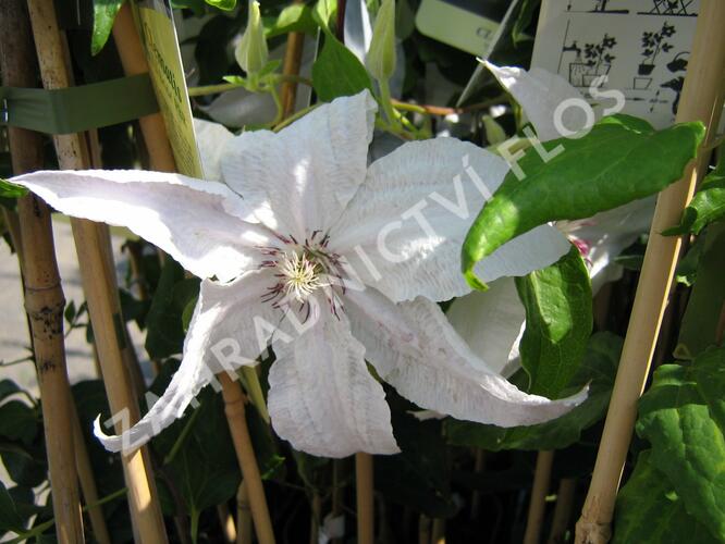 Plamének 'Beautiful Bride' - Clematis 'Beautiful Bride'