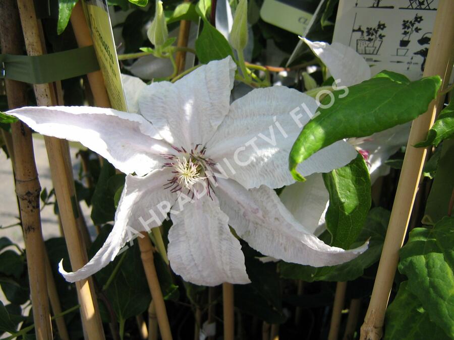 Plamének 'Beautiful Bride' - Clematis 'Beautiful Bride'