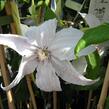 Plamének 'Beautiful Bride' - Clematis 'Beautiful Bride'
