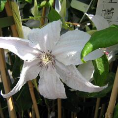 Plamének 'Beautiful Bride' - Clematis 'Beautiful Bride'