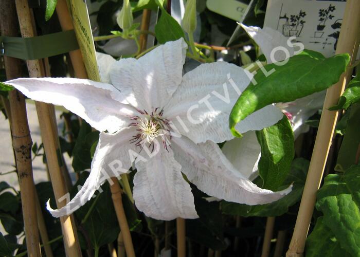 Plamének 'Beautiful Bride' - Clematis 'Beautiful Bride'