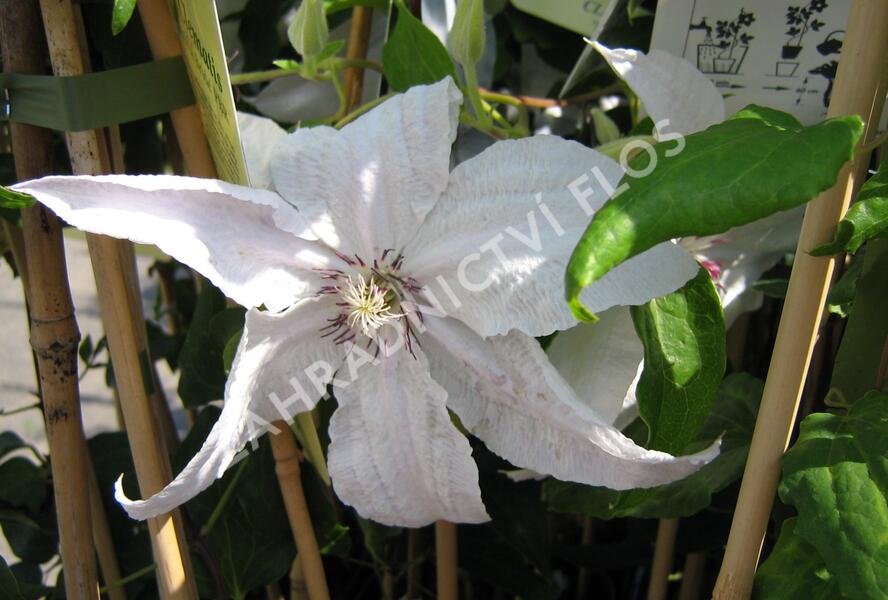 Plamének 'Beautiful Bride' - Clematis 'Beautiful Bride'