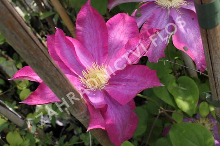 Plamének 'Kakio' - Clematis 'Kakio'