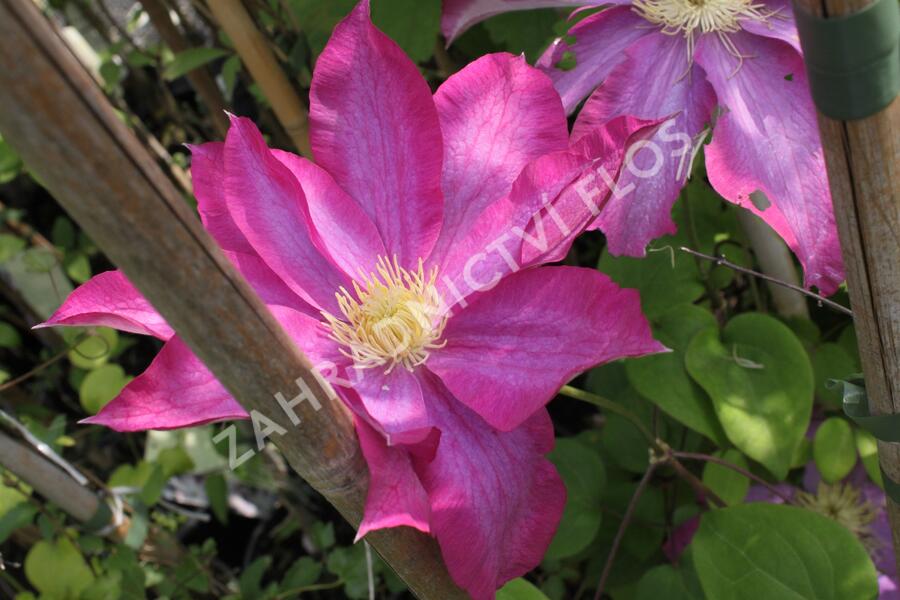 Plamének 'Kakio' - Clematis 'Kakio'