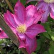 Plamének 'Kakio' - Clematis 'Kakio'