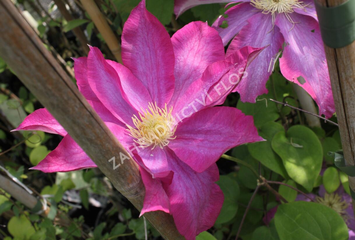 Plamének 'Kakio' - Clematis 'Kakio'