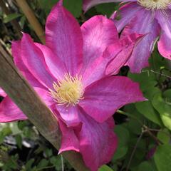 Plamének 'Kakio' - Clematis 'Kakio'