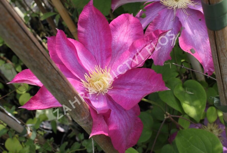 Plamének 'Kakio' - Clematis 'Kakio'