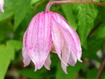 Plamének alpský 'Pink Flamingo' - Clematis alpina 'Pink Flamingo'