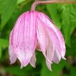 Plamének alpský 'Pink Flamingo' - Clematis alpina 'Pink Flamingo'