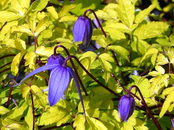 Plamének alpský 'Stolwijk Gold' - Clematis alpina 'Stolwijk Gold'