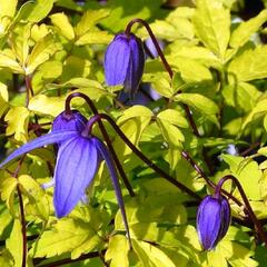 Plamének alpský 'Stolwijk Gold' - Clematis alpina 'Stolwijk Gold'