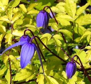 Plamének alpský 'Stolwijk Gold' - Clematis alpina 'Stolwijk Gold'