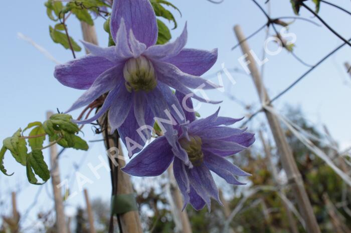 Plamének alpský 'Cecile' - Clematis alpina 'Cecile'