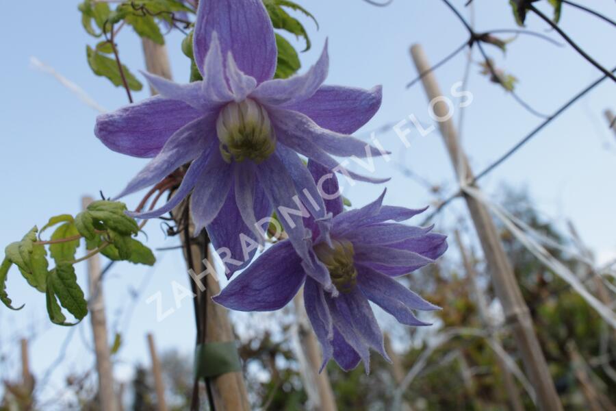 Plamének alpský 'Cecile' - Clematis alpina 'Cecile'