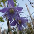 Plamének alpský 'Cecile' - Clematis alpina 'Cecile'